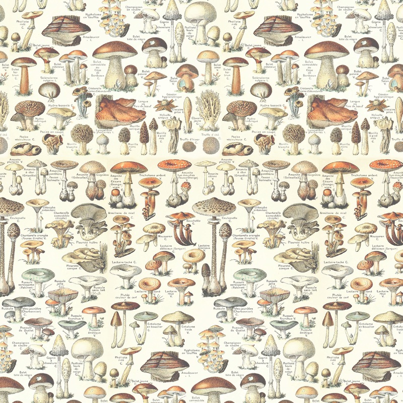 Orange Palette / Toadstools
