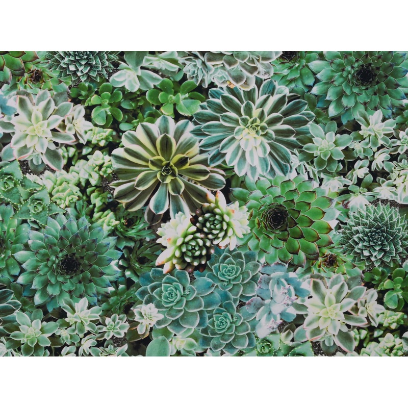 150cm Printed Water Repellent Canvas OD226-15 OD226-15